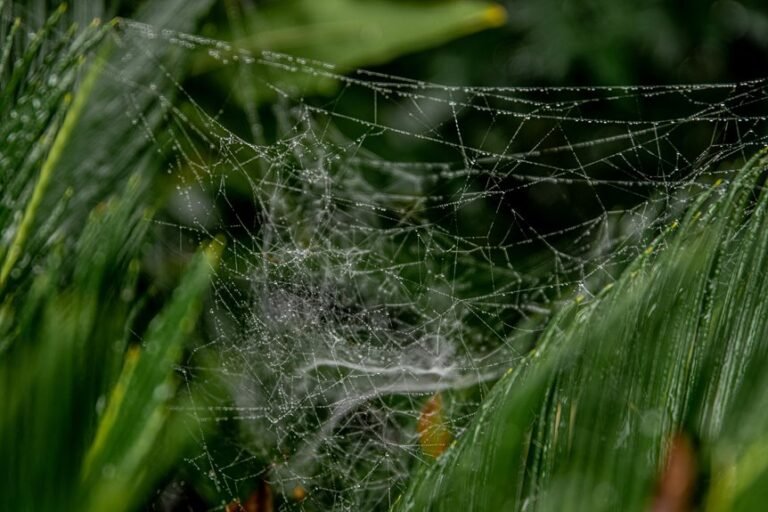 web growth performance metrics